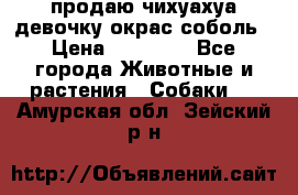 продаю чихуахуа девочку,окрас соболь › Цена ­ 25 000 - Все города Животные и растения » Собаки   . Амурская обл.,Зейский р-н